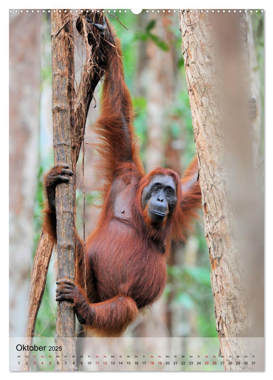 Bild: 9783435964901 | Orang Utans aus Borneo (Wandkalender 2025 DIN A2 hoch), CALVENDO...