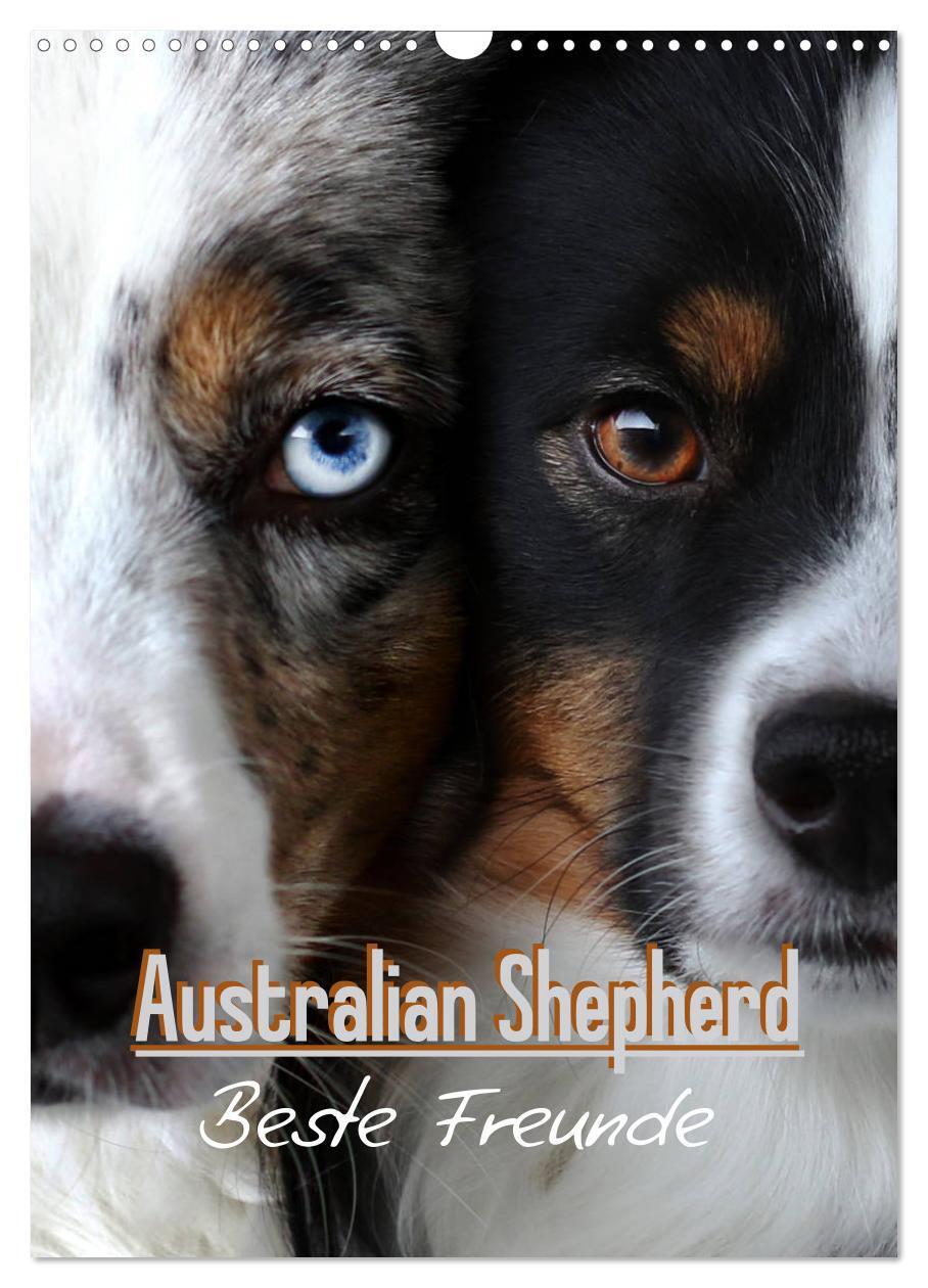 Cover: 9783675850835 | Australian Shepherd - Beste Freunde (Wandkalender 2024 DIN A3...