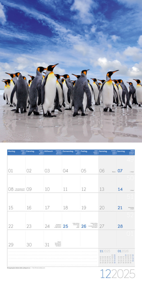 Bild: 9783838445250 | Pinguine Kalender 2025 - 30x30 | Ackermann Kunstverlag | Kalender