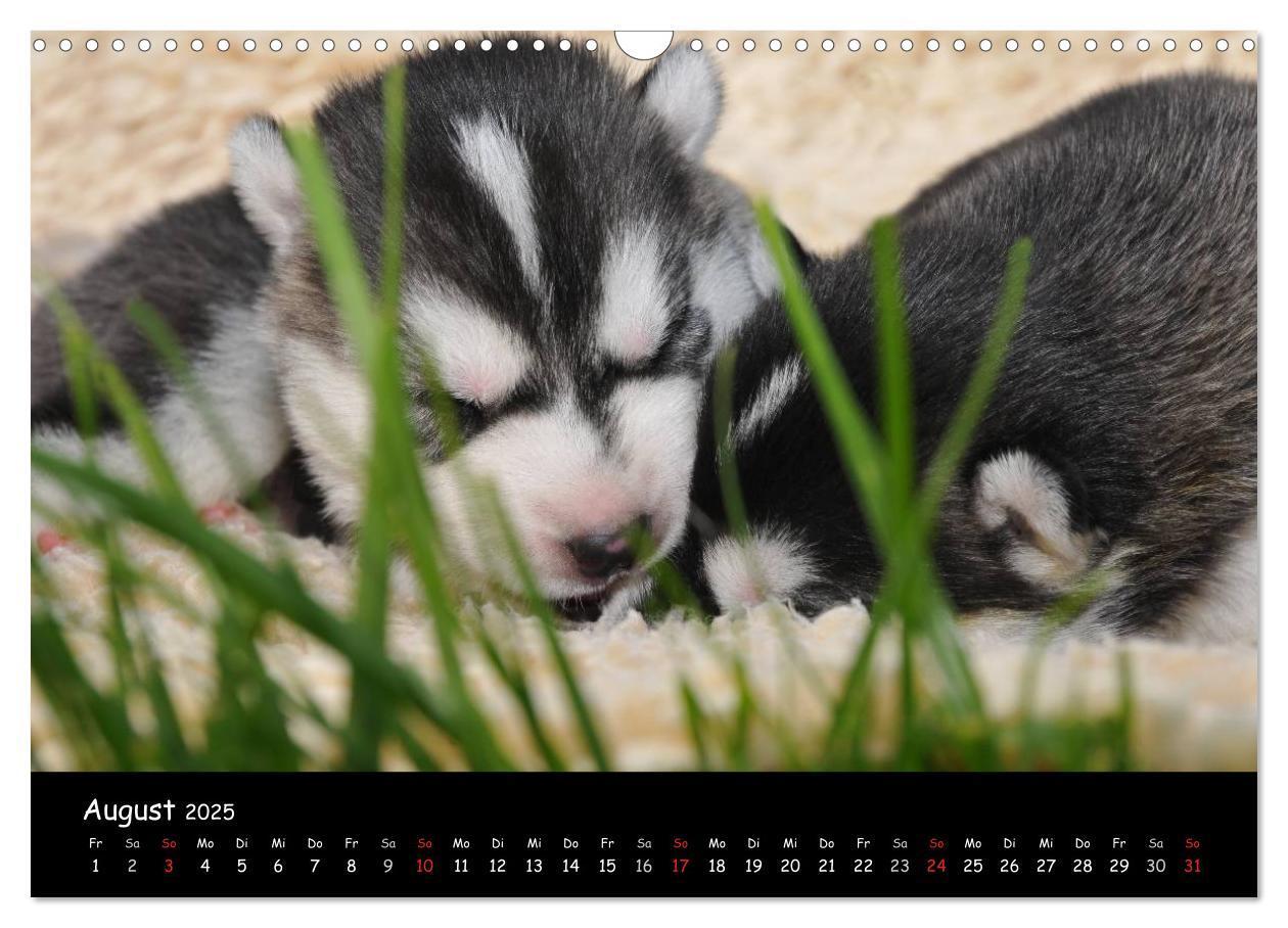 Bild: 9783435738939 | Huskys - Traumhunde (Wandkalender 2025 DIN A3 quer), CALVENDO...