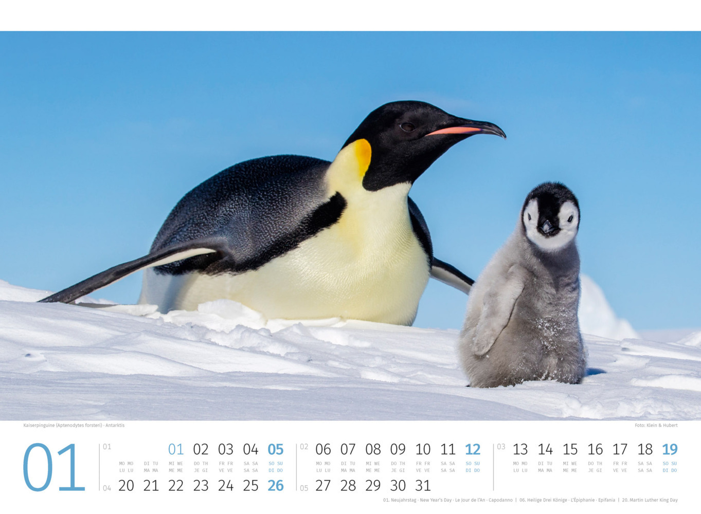 Bild: 9783838425894 | Pinguine Kalender 2025 | Ackermann Kunstverlag | Kalender | 14 S.