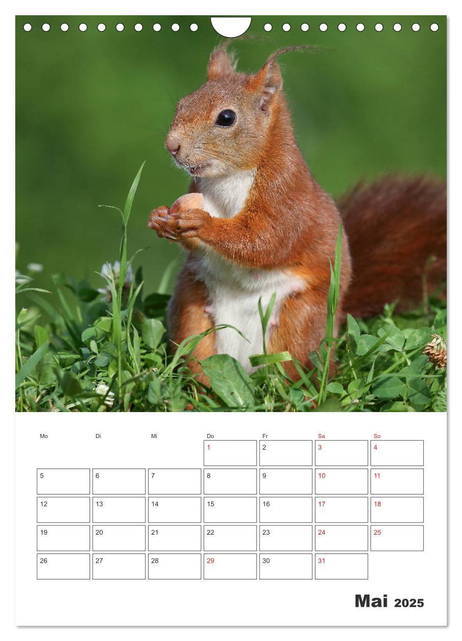 Bild: 9783435956517 | Eichhörnchen Luna (Wandkalender 2025 DIN A4 hoch), CALVENDO...