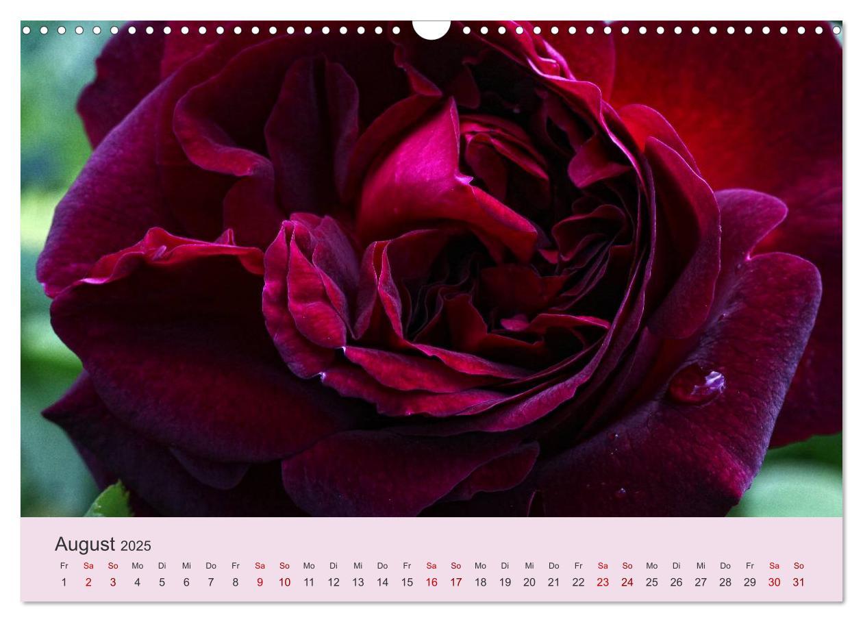 Bild: 9783435453221 | Rosen Reigen im Garten (Wandkalender 2025 DIN A3 quer), CALVENDO...