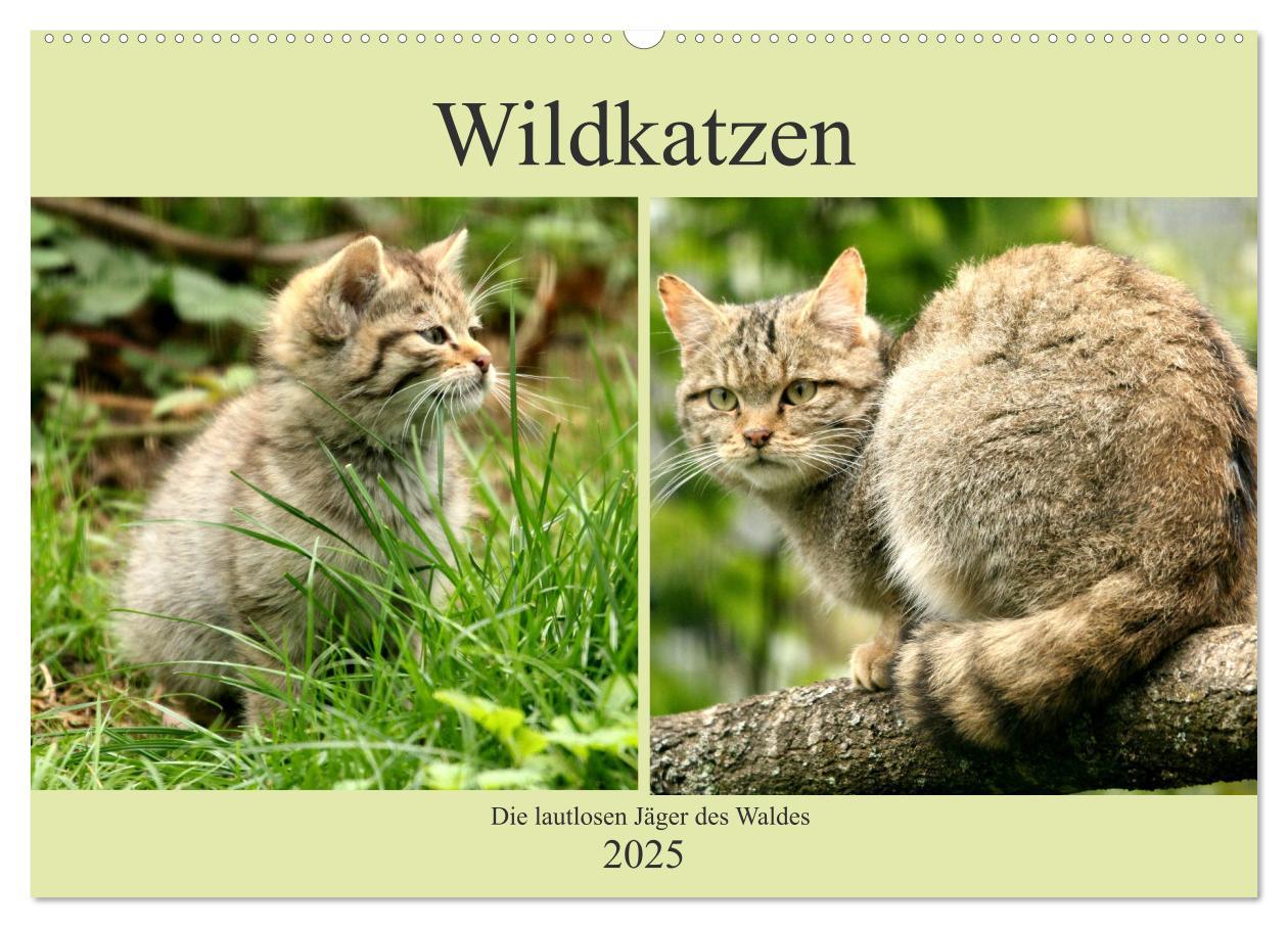 Cover: 9783435413843 | Wildkatzen - Die lautlosen Jäger des Waldes (Wandkalender 2025 DIN...