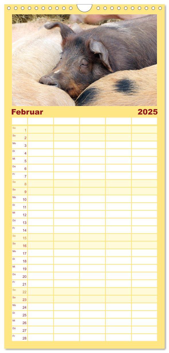 Bild: 9783457116715 | Familienplaner 2025 - Der Schweinekalender mit 5 Spalten...