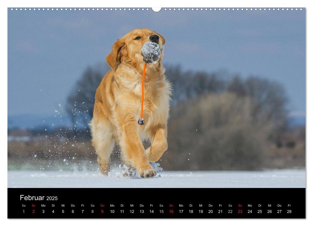 Bild: 9783435797387 | Golden Retriever - Ein Herz auf 4 Pfoten (hochwertiger Premium...