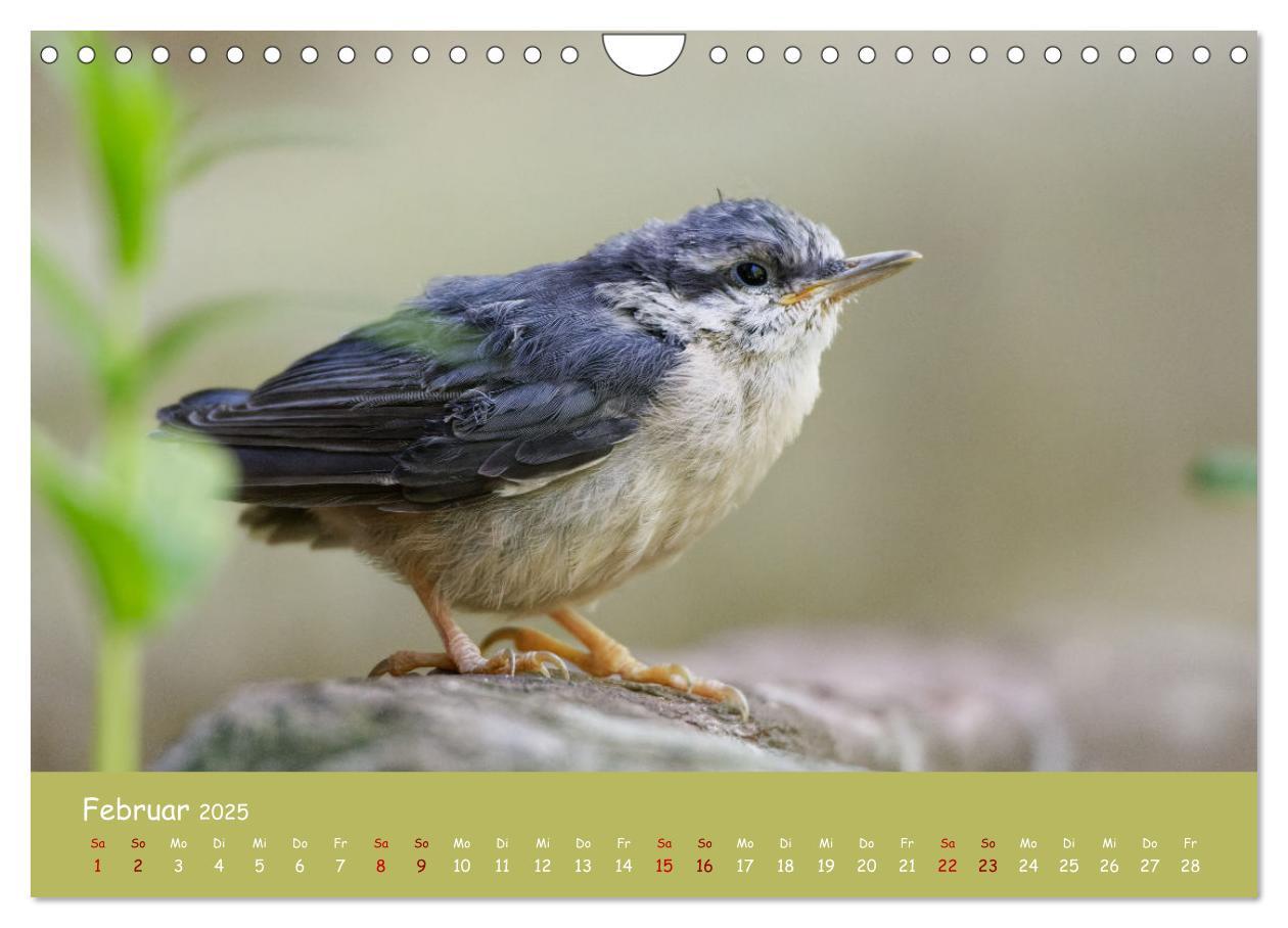 Bild: 9783383924484 | Der Kleiber - Ostfriesenfotografie und der Vogel-Zorro...