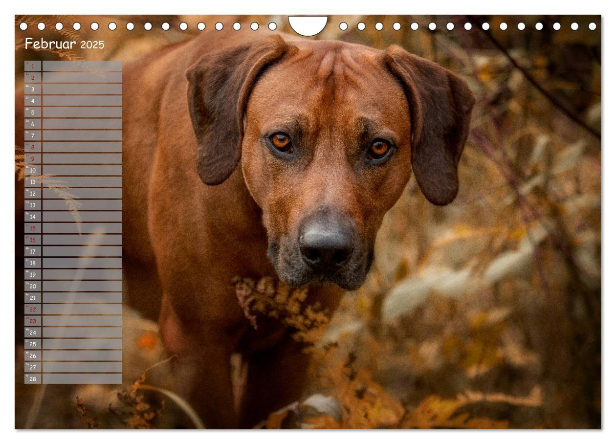 Bild: 9783435358625 | Rhodesian Ridgeback - Herzen auf vier Pfoten (Wandkalender 2025 DIN...