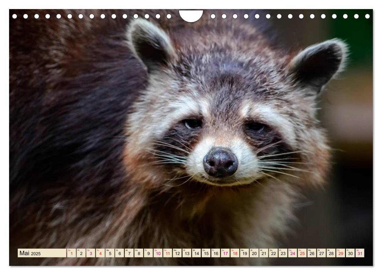 Bild: 9783435335220 | Waschbär - Niedlicher Allesfresser (Wandkalender 2025 DIN A4 quer),...