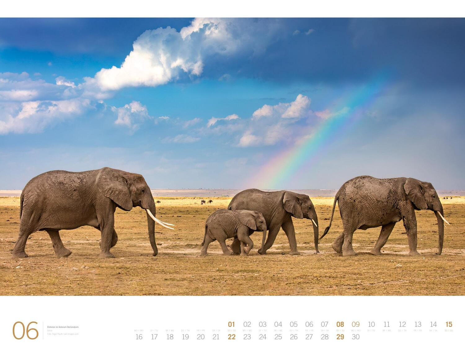Bild: 9783838435138 | Afrika - Ackermann Gallery Kalender 2025 | Ackermann Kunstverlag