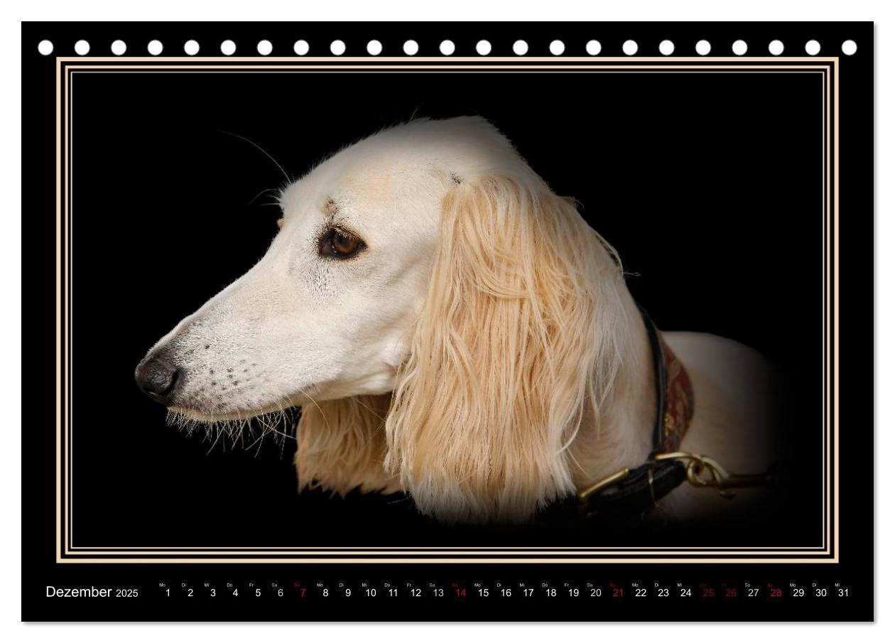 Bild: 9783383823916 | Saluki 2025 (Tischkalender 2025 DIN A5 quer), CALVENDO Monatskalender