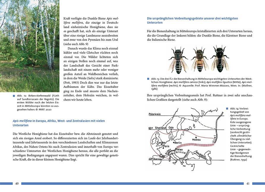 Bild: 9783258083698 | Nachhaltig Imkern mit gesunden Honigbienen | Sigrun Mittl | Buch