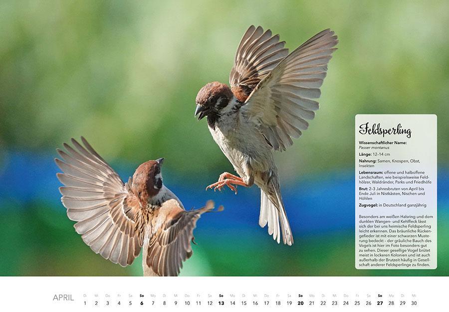 Bild: 9783966648370 | Unsere Gartenvögel Kalender 2025 | Kalender | 14 S. | Deutsch | 2025