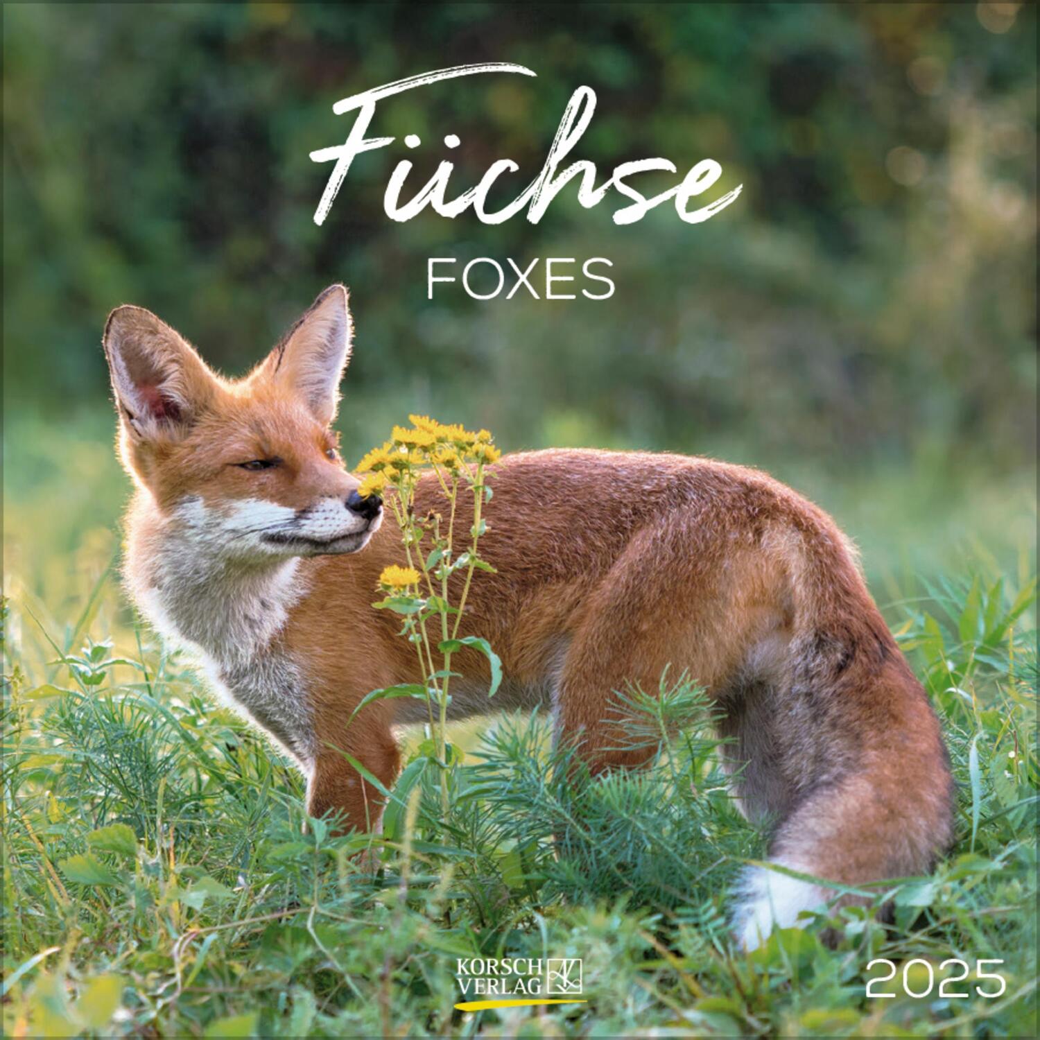 Cover: 9783731875635 | Füchse 2025 | Verlag Korsch | Kalender | 13 S. | Deutsch | 2025