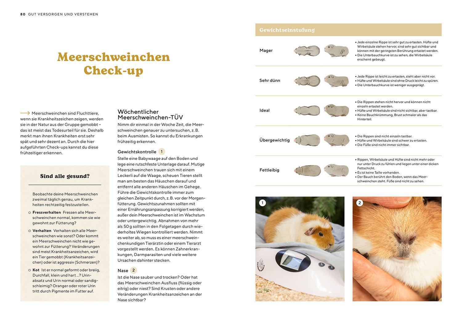 Bild: 9783440175668 | Meerschweinchen | Viola Schillinger | Taschenbuch | Mein Tier | 96 S.