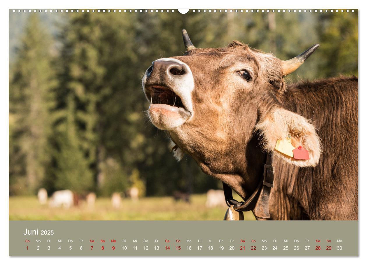 Bild: 9783383832048 | Allgäuer Rindvieh 2025 (hochwertiger Premium Wandkalender 2025 DIN...