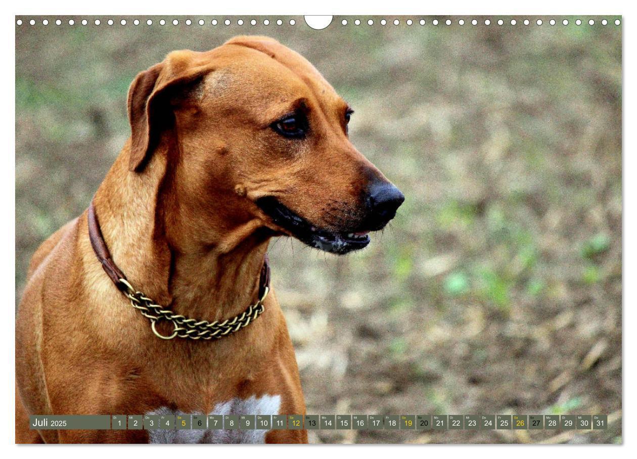 Bild: 9783435264797 | Rhodesian Ridgeback Augen-Blicke (Wandkalender 2025 DIN A3 quer),...