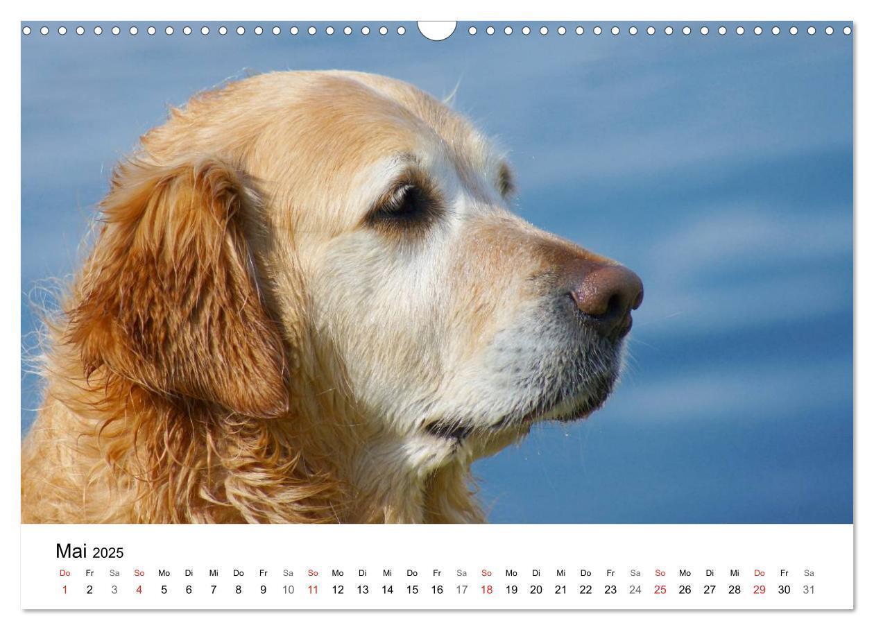 Bild: 9783435840663 | Golden Retriever Power (Wandkalender 2025 DIN A3 quer), CALVENDO...