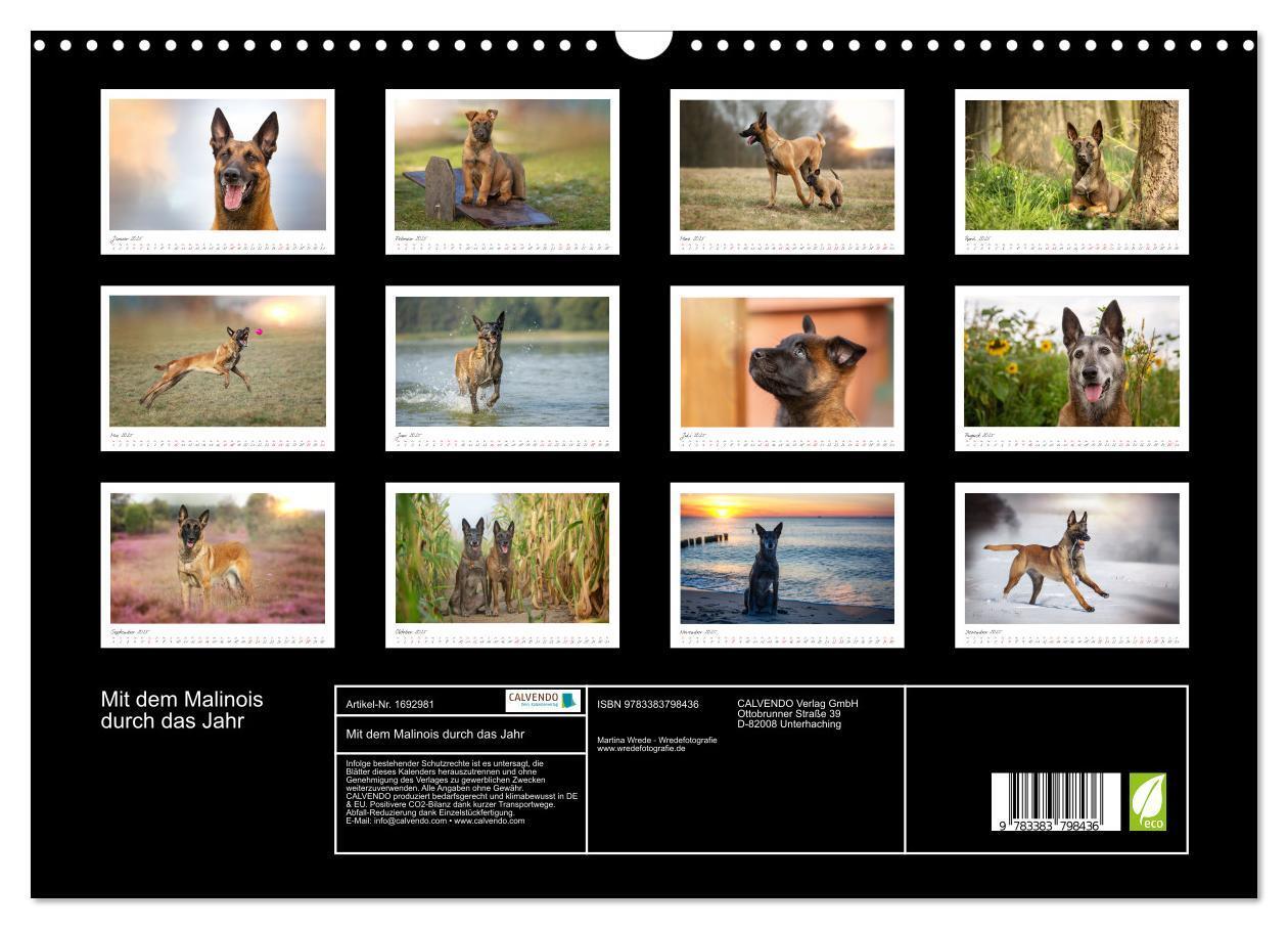 Bild: 9783383798436 | Mit dem Malinois durch das Jahr (Wandkalender 2025 DIN A3 quer),...