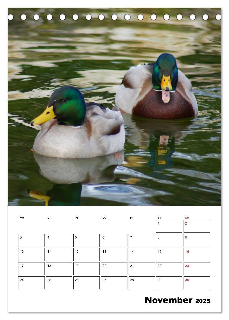 Bild: 9783457000076 | Liebenswerte Enten (Tischkalender 2025 DIN A5 hoch), CALVENDO...