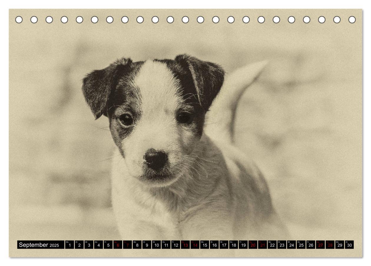 Bild: 9783435399604 | Parson Jack Russel Welpen (Tischkalender 2025 DIN A5 quer),...