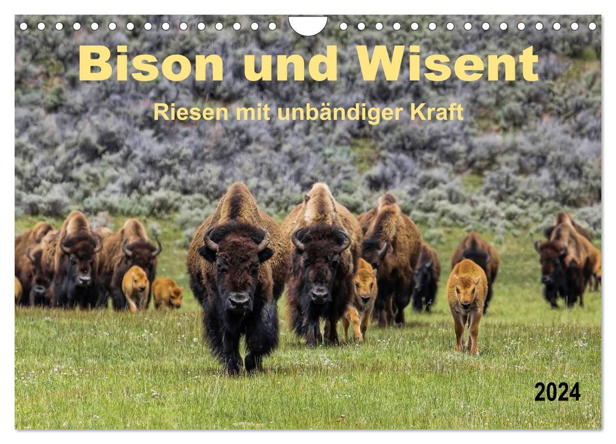 Cover: 9783383368509 | Bison und Wisent - Riesen mit unbändiger Kraft (Wandkalender 2024...