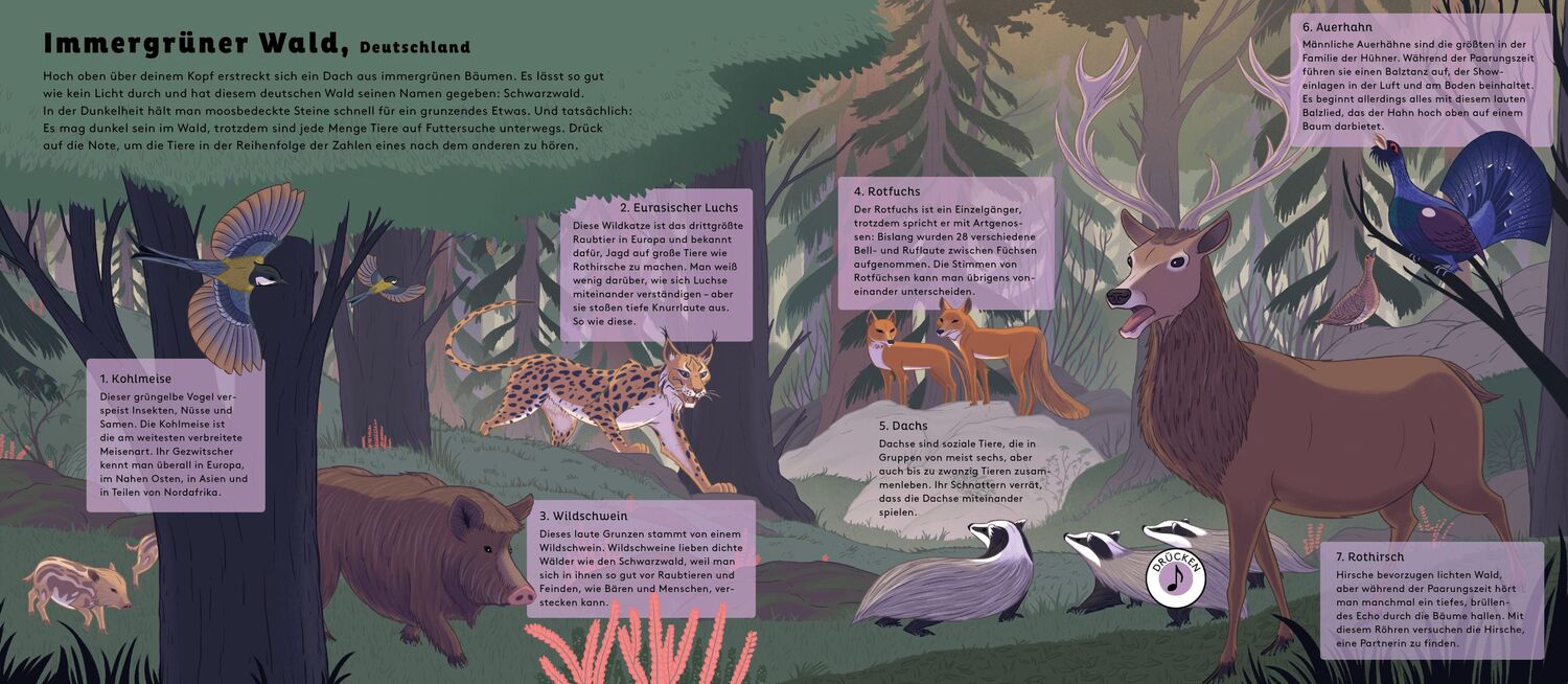 Bild: 9783791374383 | Hörst du die Tiere im Wald? | Robert Hunter | Buch | 24 S. | Deutsch