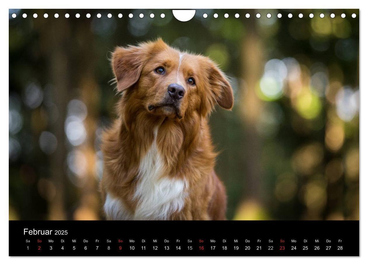 Bild: 9783435629770 | Toller - Nova Scotia Duck Tolling Retriever (Wandkalender 2025 DIN...