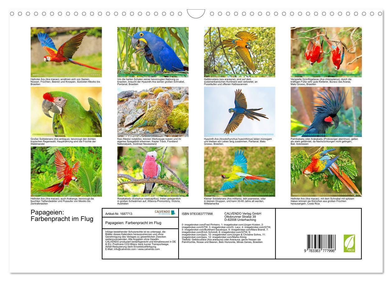 Bild: 9783383777998 | Papageien: Farbenpracht im Flug (Wandkalender 2025 DIN A3 quer),...