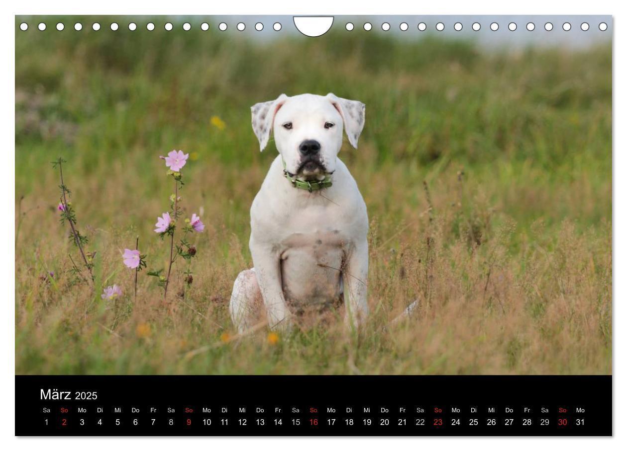 Bild: 9783435656707 | American Bulldog - stolz, loyal, einzigartig (Wandkalender 2025 DIN...