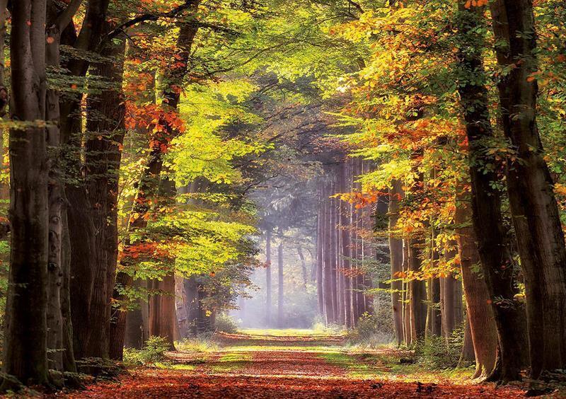 Bild: 8412668190214 | Herbstweg durch Wald (Puzzle) | Spiel | 2021 | Educa