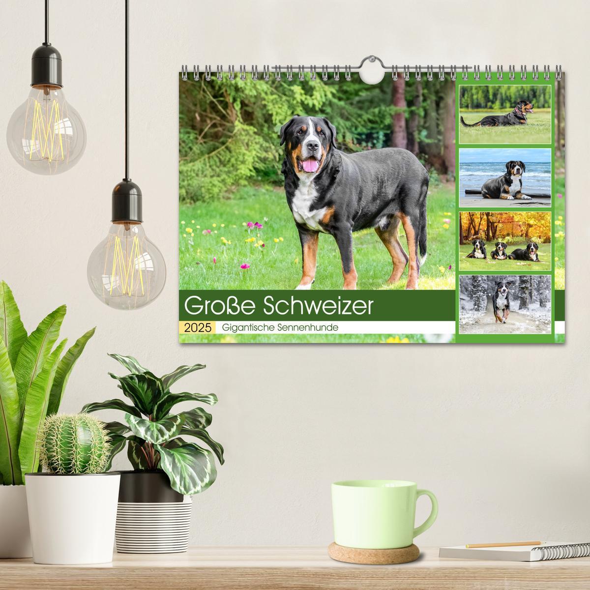 Bild: 9783457217979 | Große Schweizer - Gigantische Sennenhunde (Wandkalender 2025 DIN A4...