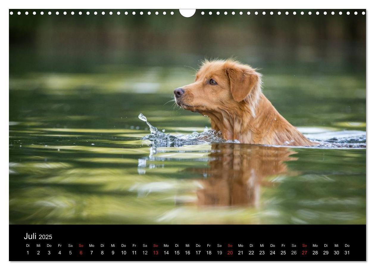 Bild: 9783435629213 | Toller - Nova Scotia Duck Tolling Retriever (Wandkalender 2025 DIN...