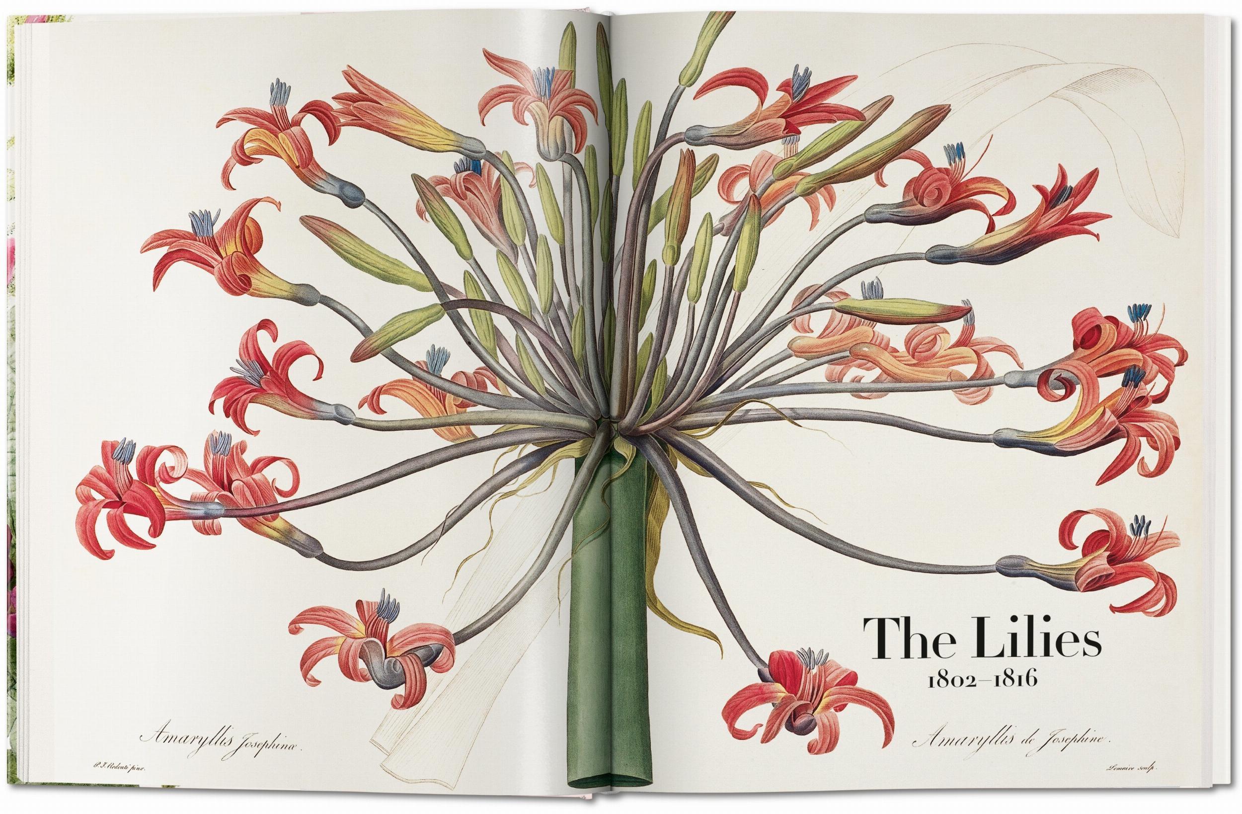 Bild: 9783836568937 | Redouté. The Book of Flowers | H. Walter Lack | Buch | Hardcover