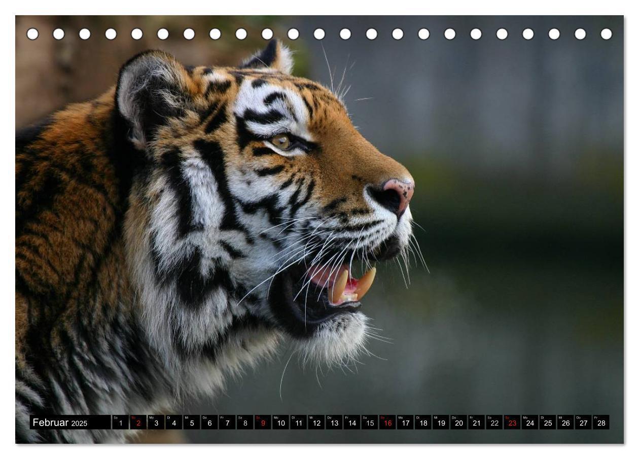 Bild: 9783435832361 | Tiger - die leisen Jäger des Dschungels (Tischkalender 2025 DIN A5...