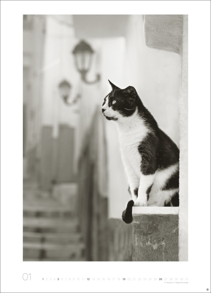 Bild: 9783756404650 | Cats Edition Kalender 2025 | Monika Wegler | Kalender | Spiralbindung