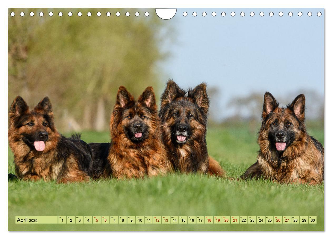 Bild: 9783383860973 | Altdeutsche Schäferhunde - Traumhafte Schäferhunde Langstockhaar...