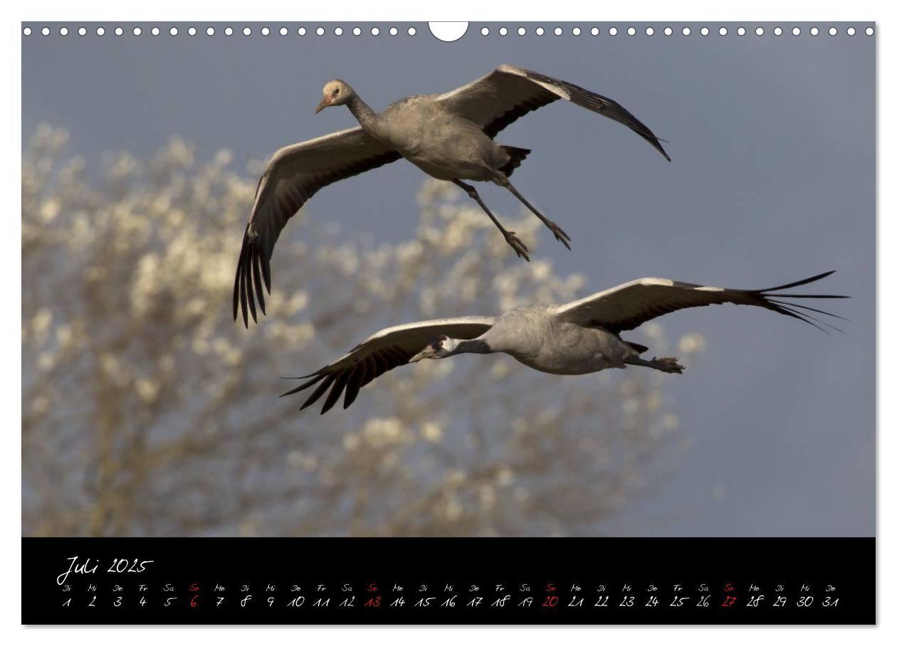 Bild: 9783435816316 | Kraniche - Vögel des Glücks (Wandkalender 2025 DIN A3 quer),...