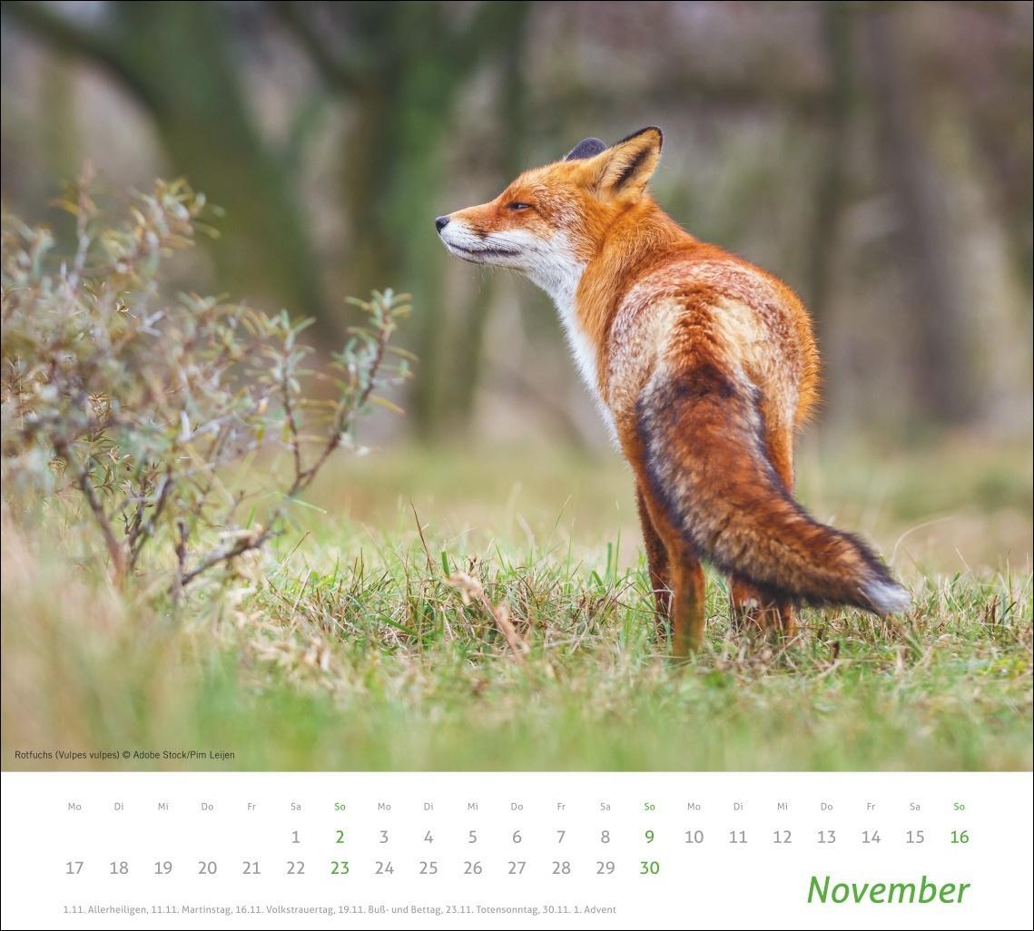 Bild: 9783756406913 | Heimische Tiere Bildkalender 2025 | Kalender | Spiralbindung | 14 S.