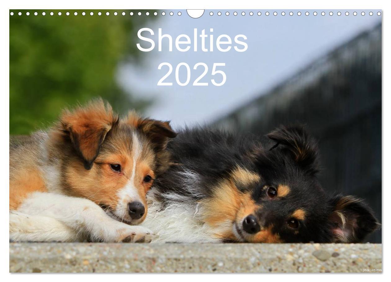 Cover: 9783435752355 | Shelties 2025 (Wandkalender 2025 DIN A3 quer), CALVENDO Monatskalender