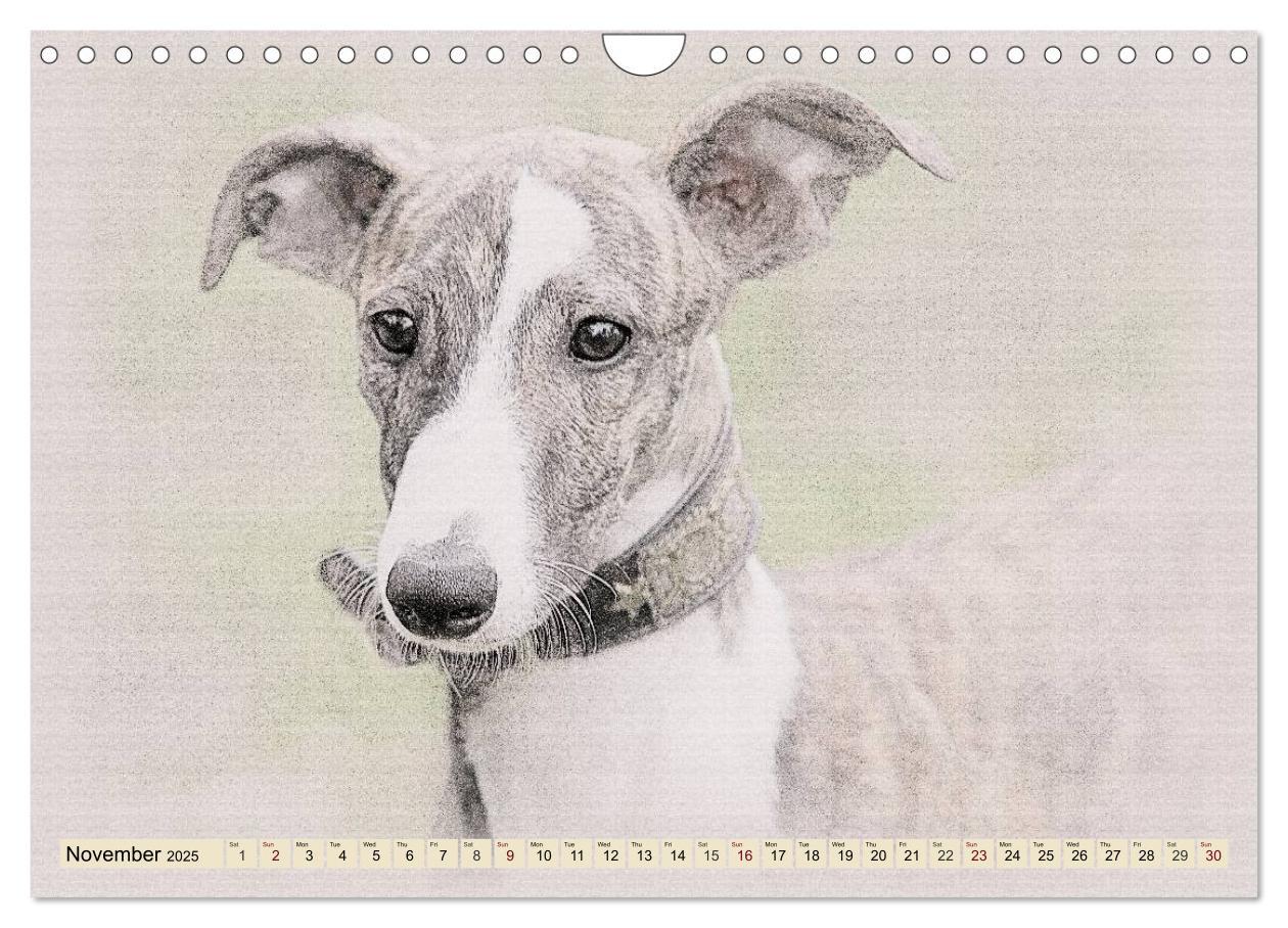 Bild: 9781325992690 | Whippets 2025 (Wall Calendar 2025 DIN A4 landscape), CALVENDO 12...