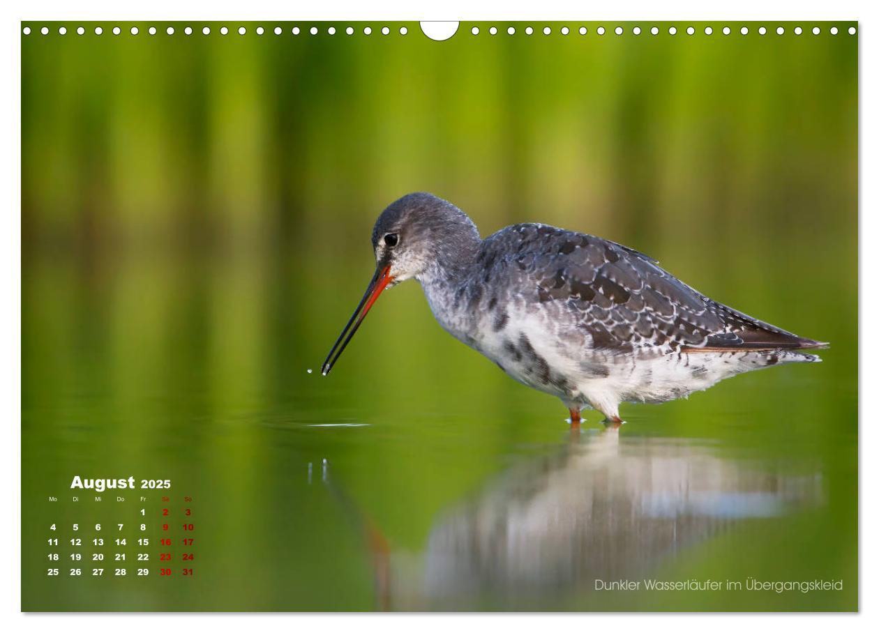 Bild: 9783435379859 | Wattvögel an der Friesischen IJsselmeerküste (Wandkalender 2025 DIN...