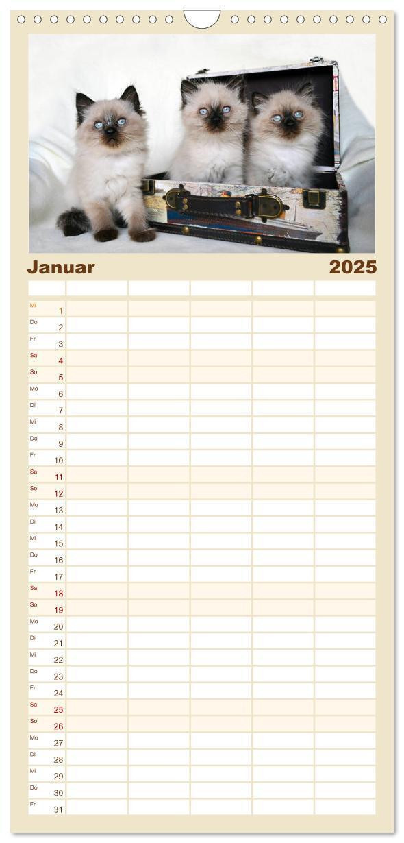 Bild: 9783457123881 | Familienplaner 2025 - Katzenparade mit 5 Spalten (Wandkalender, 21...