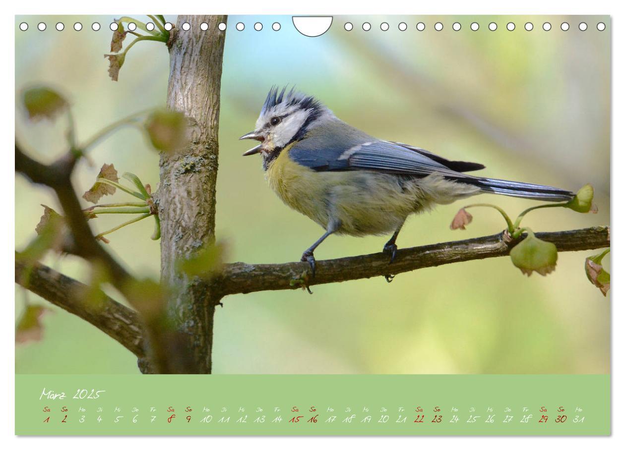 Bild: 9783435260041 | Die Blaumeise, Gast in unserem Garten (Wandkalender 2025 DIN A4...