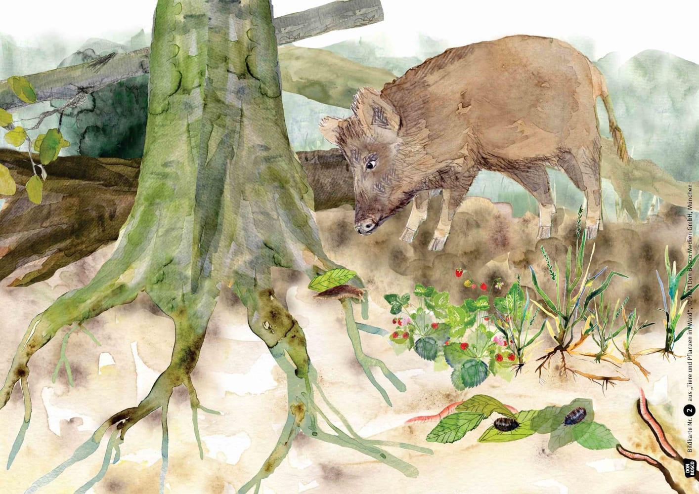 Bild: 4260179517617 | Tiere und Pflanzen im Wald. Kamishibai Bildkartenset | Stöckl-Bauer