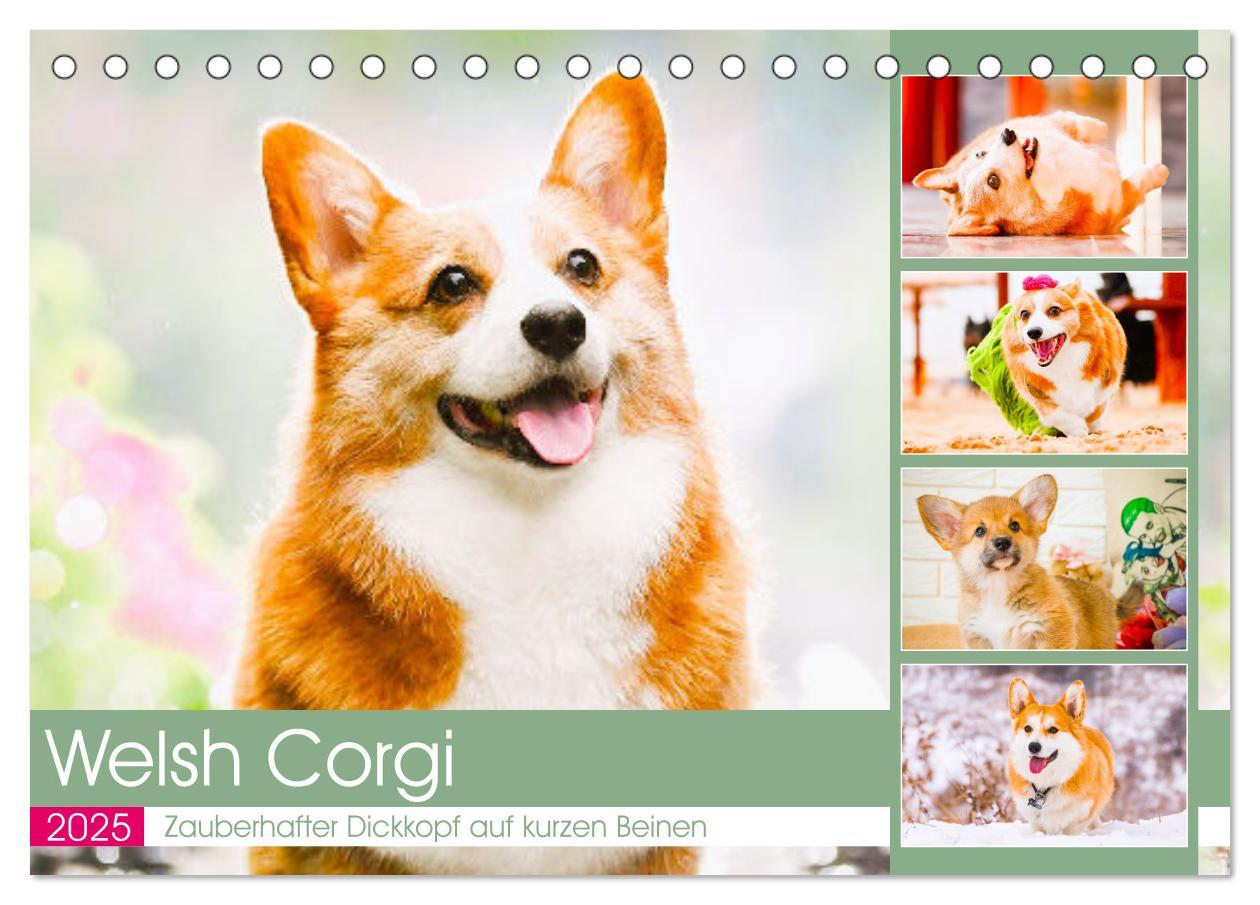 Cover: 9783435019502 | Welsh Corgi. Zauberhafter Dickkopf auf kurzen Beinen (Tischkalender...