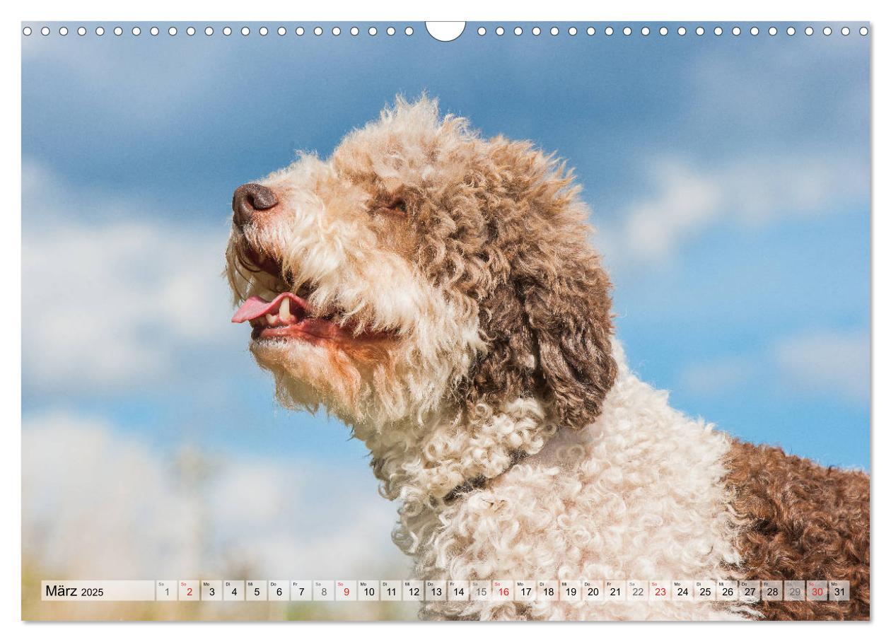 Bild: 9783435312399 | Lagotto Romagnolo - Ein Hund zum Verlieben (Wandkalender 2025 DIN...