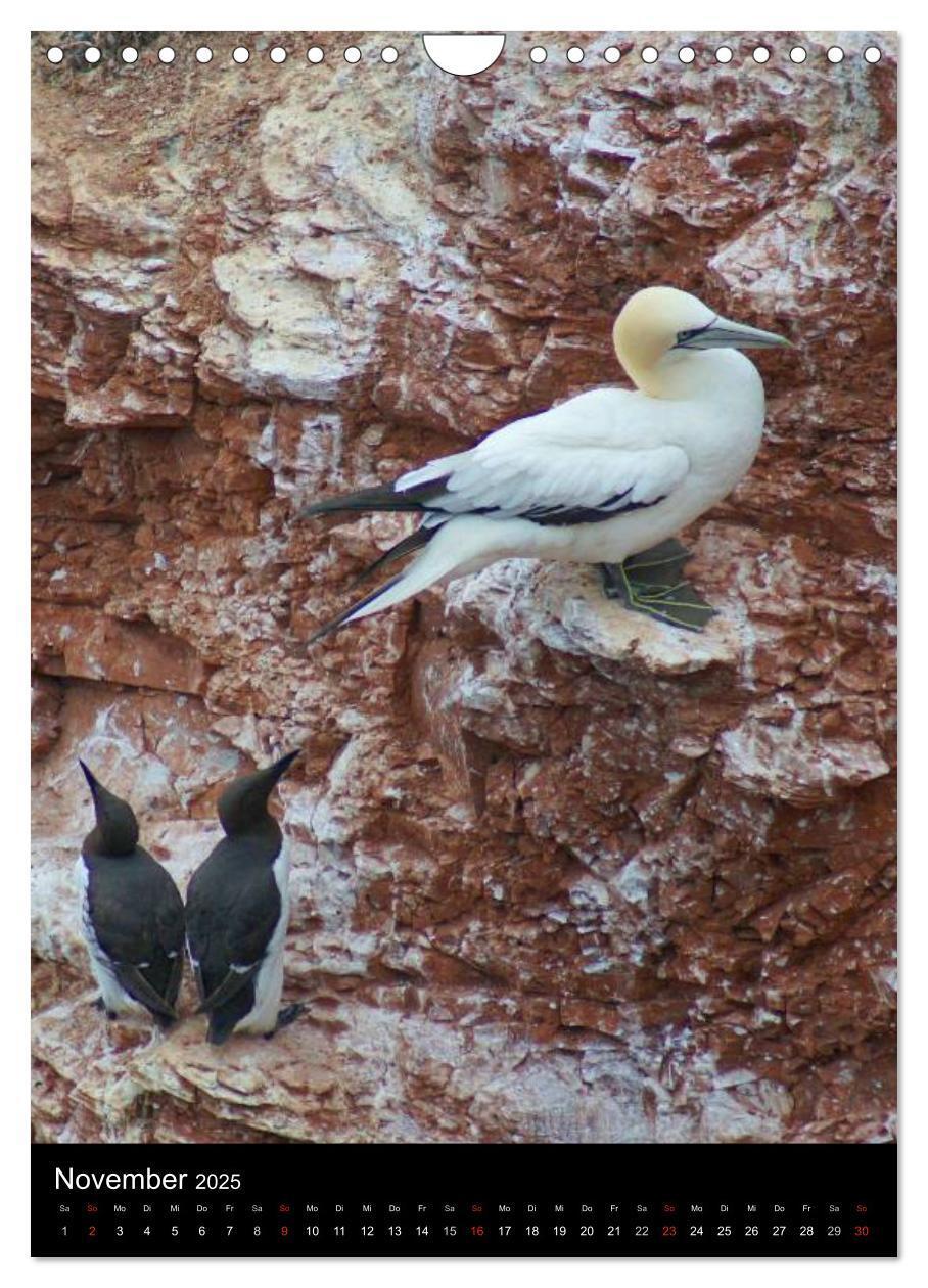 Bild: 9783457083291 | Helgoland in der Nordsee (Wandkalender 2025 DIN A4 hoch), CALVENDO...