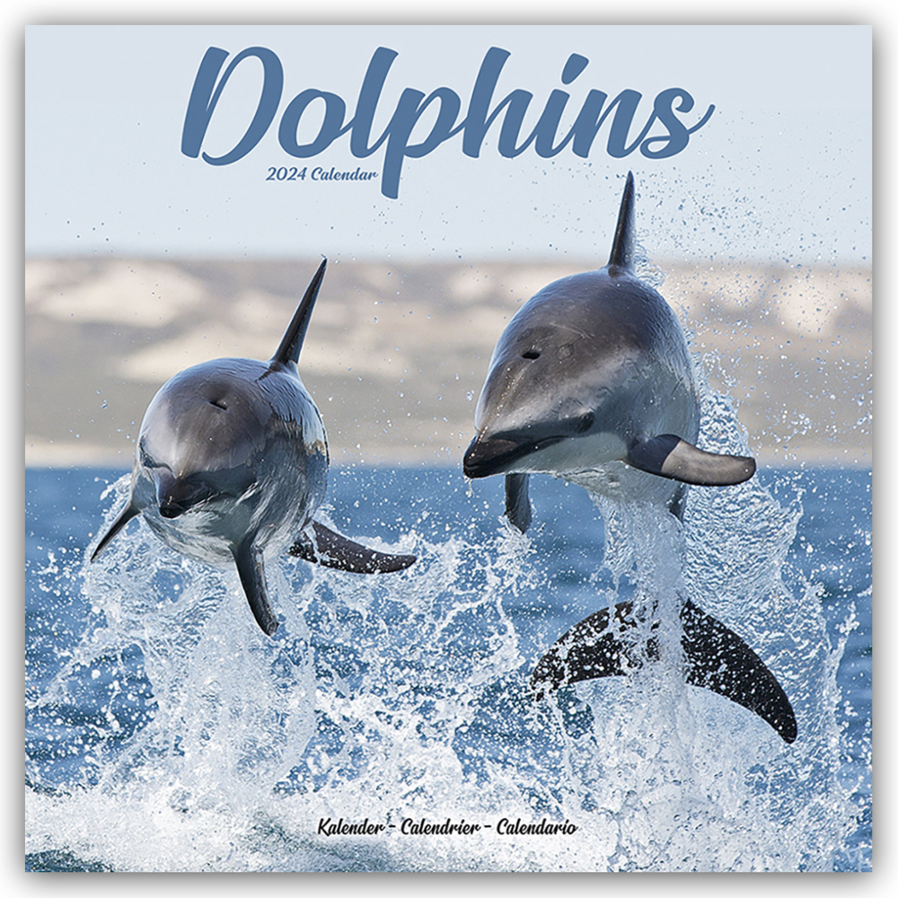 Cover: 9781804601365 | Dolphins - Delfine - Delphine 2024 - 16-Monatskalender | Ltd | 13 S.