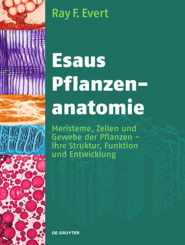 Cover: 9783110205923 | Esaus Pflanzenanatomie | Ray F. Evert | Buch | IX | Deutsch | 2009